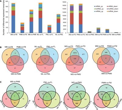 Identification of lncRNA-miRNA-mRNA Network Involved in Sexual Size Dimorphism of Chinese Tongue Sole (Cynoglossus semilaevis)